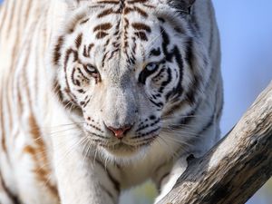 Превью обои белая тигрица, тигр, поза, большая кошка, хищник, бревно