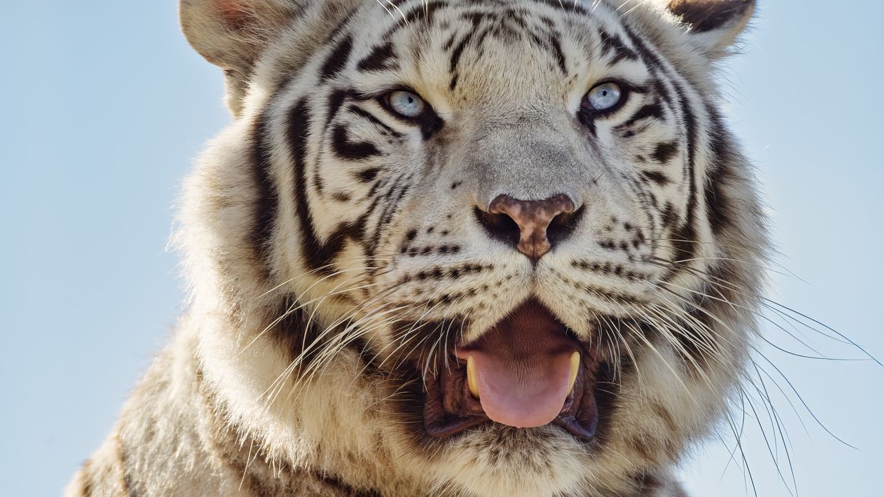 Обои белая тигрица, тигр, высунутый язык, хищник, животное