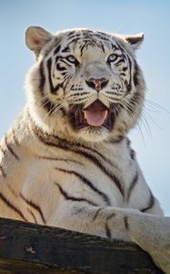 Превью обои белая тигрица, тигр, высунутый язык, хищник, животное
