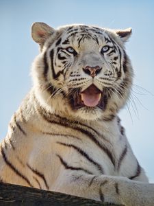 Превью обои белая тигрица, тигр, высунутый язык, хищник, животное