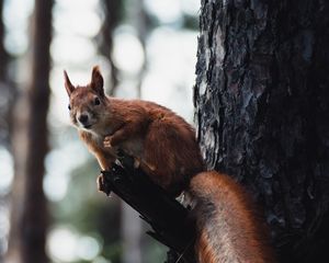 Превью обои белка, дерево, дикая природа, животное, кора