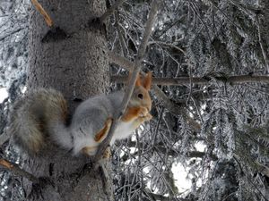 Превью обои белка, дерево, иней, зверек