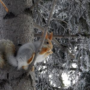 Превью обои белка, дерево, иней, зверек