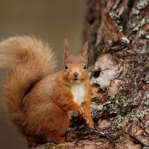 Превью обои белка, дерево, кора, взгляд, зверек