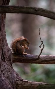 Превью обои белка, дерево, ветка, дикая природа