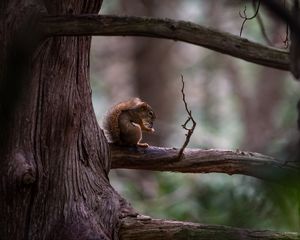 Превью обои белка, дерево, ветка, дикая природа