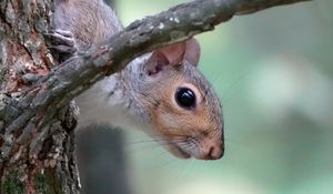 Превью обои белка, дикая природа, дерево, ветка