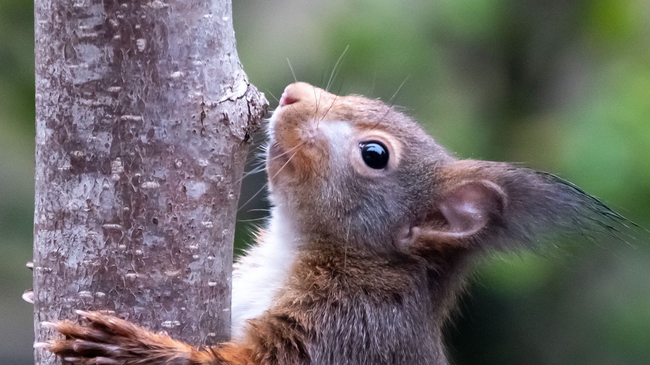 Обои белка, дикая природа, животное, дерево, кора