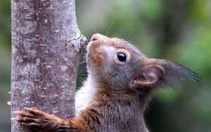 Превью обои белка, дикая природа, животное, дерево, кора