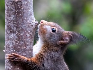 Превью обои белка, дикая природа, животное, дерево, кора