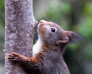 Превью обои белка, дикая природа, животное, дерево, кора