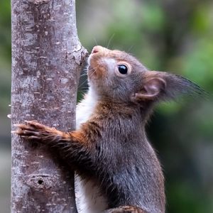 Превью обои белка, дикая природа, животное, дерево, кора