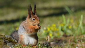 Превью обои белка, дикая природа, животное, размытие