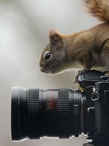 Превью обои белка, фотоаппарат, сидеть, любопытство