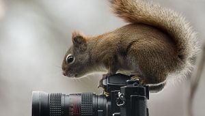 Превью обои белка, фотоаппарат, сидеть, любопытство