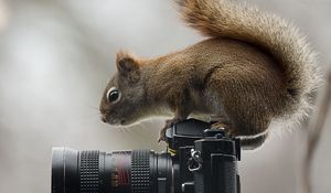 Превью обои белка, фотоаппарат, сидеть, любопытство