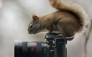 Превью обои белка, фотоаппарат, сидеть, любопытство