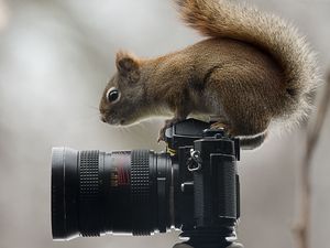 Превью обои белка, фотоаппарат, сидеть, любопытство