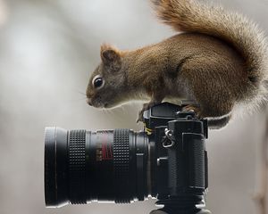 Превью обои белка, фотоаппарат, сидеть, любопытство