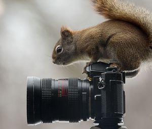 Превью обои белка, фотоаппарат, сидеть, любопытство