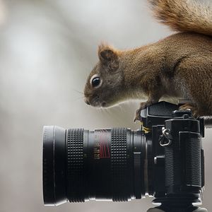 Превью обои белка, фотоаппарат, сидеть, любопытство