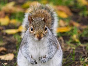 Превью обои белка, грызун, милый, дикая природа