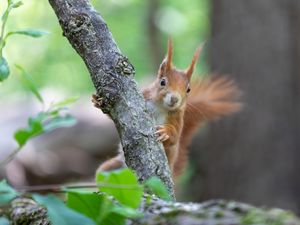 Превью обои белка, грызун, милый, пушистый