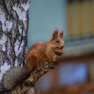 Превью обои белка, грызун, взгляд, пушистый, дерево