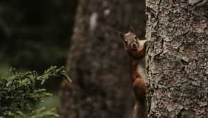 Превью обои белка, грызун, забавный, дерево