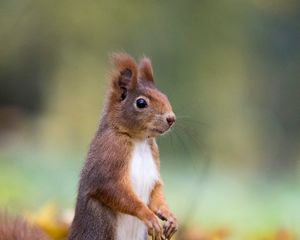 Превью обои белка, милый, забавный, животное, листья