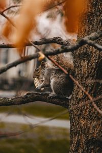 Превью обои белка, печенье, дерево, ветки, зверь, дикая природа