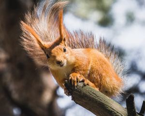 Превью обои белка, ветка, дерево, дикая природа