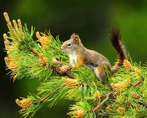 Превью обои белка, ветка, хвост, сидеть, ель