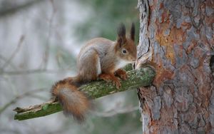 Превью обои белка, ветка, кора, лес