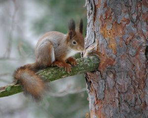 Превью обои белка, ветка, кора, лес