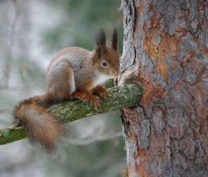 Превью обои белка, ветка, кора, лес