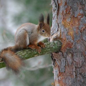 Превью обои белка, ветка, кора, лес