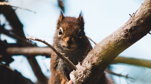 Превью обои белка, ветка, животное, пушистый, коричневый