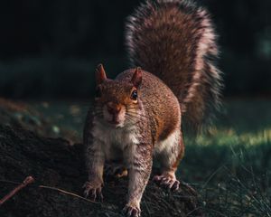 Превью обои белка, взгляд, животное, забавный, дикая природа