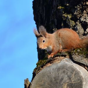 Превью обои белка, животное, дерево, кора, дикая природа