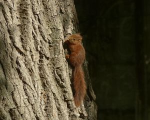 Превью обои белка, животное, дерево, милый, дикая природа