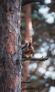 Превью обои белка, животное, дерево, ветка, коричневый