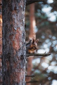 Превью обои белка, животное, дерево, ветка, коричневый