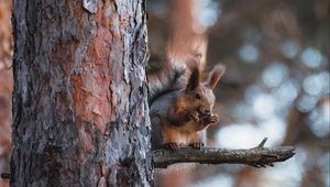 Превью обои белка, животное, дерево, ветка, коричневый