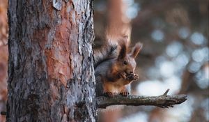 Превью обои белка, животное, дерево, ветка, коричневый