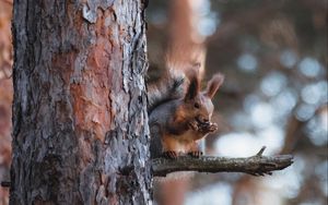 Превью обои белка, животное, дерево, ветка, коричневый