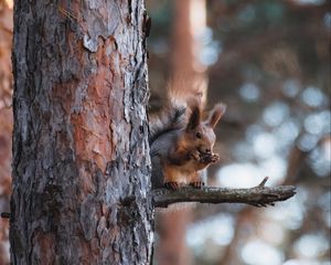 Превью обои белка, животное, дерево, ветка, коричневый