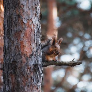 Превью обои белка, животное, дерево, ветка, коричневый