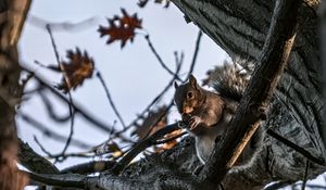 Превью обои белка, животное, дикая природа, дерево, ветки