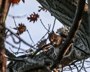 Превью обои белка, животное, дикая природа, дерево, ветки